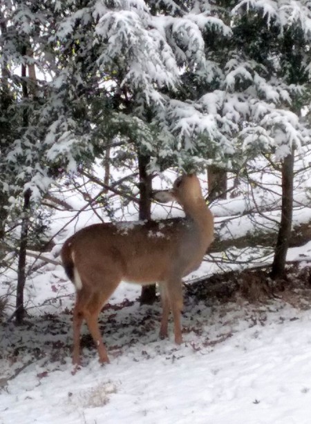 A deer eating a snowy tree.