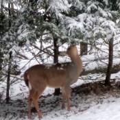 A deer eating a snowy tree.