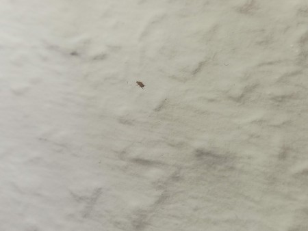 A small insect on a wall.