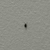 A small bug on a white wall.