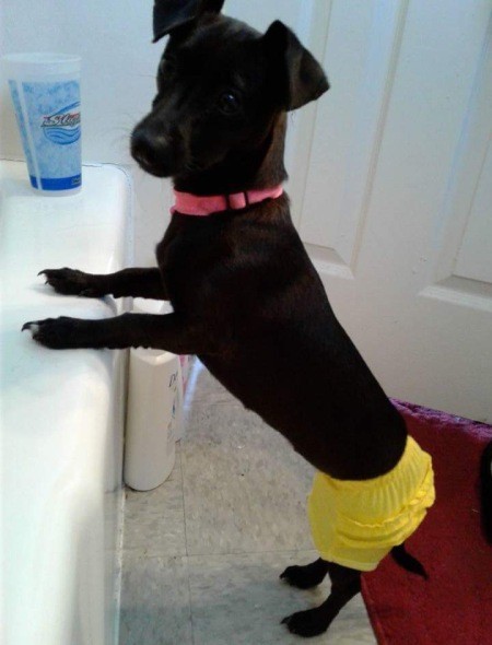 A small black dog wearing a yellow diaper.