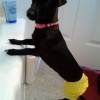 A small black dog wearing a yellow diaper.