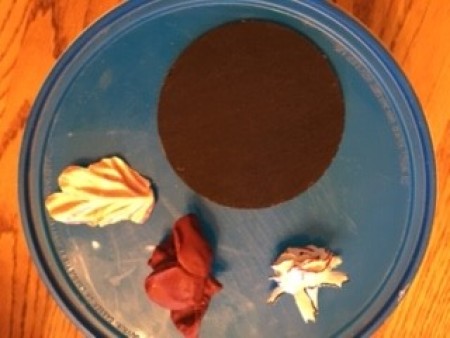 Painting color on the white flowers.