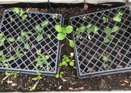 Seedling vegetables covered by a bedding plant tray.