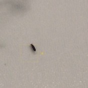 A small dark bug on a white surface.