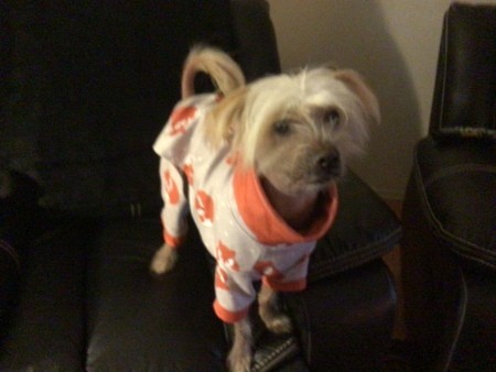 A dog wearing a pajama top.