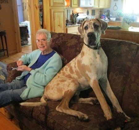 A large dog sitting on the couch.