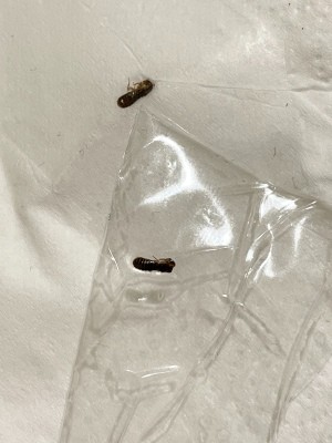 A couple of bugs on a white surface.