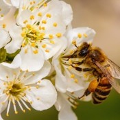 A bee on white blossoms.