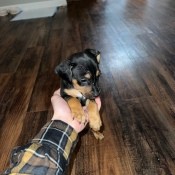 A small dog with black and brown markings.