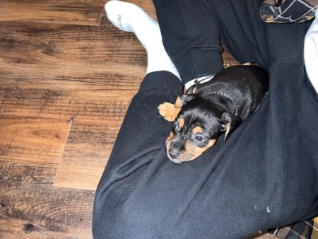 A small dog sitting with a person.