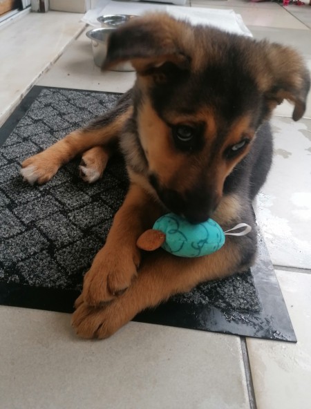 A small brown and black puppy.