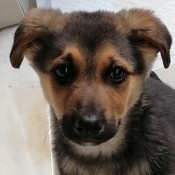 A small brown and black puppy.