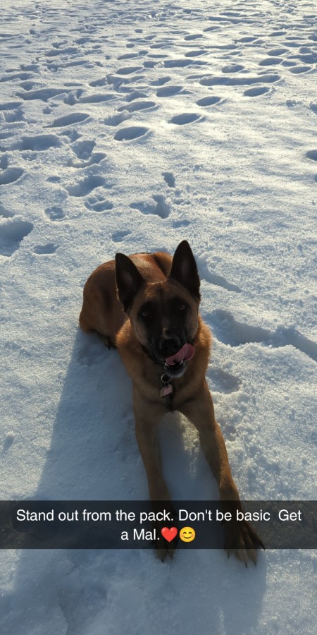 A dog sitting on the snow.