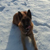 A dog sitting on the snow.