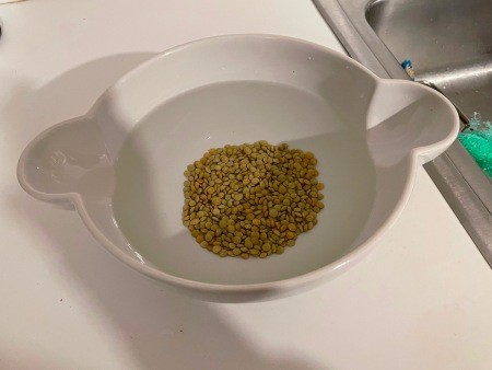 Allowing the lentils to drain.