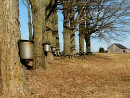 Making Your Own Maple Syrup