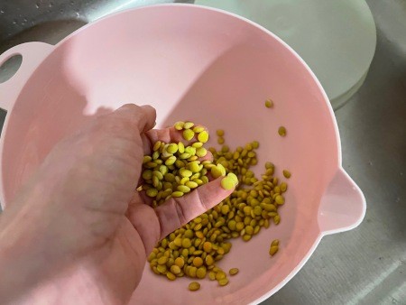 Mixing up the lentils to ensure even sprouting.