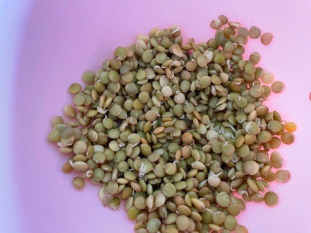 The lentils starting to sprout.
