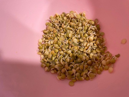 The sprouting lentils.