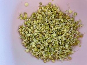 The sprouted lentils.