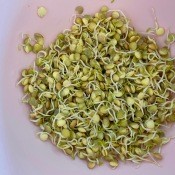 The sprouted lentils.
