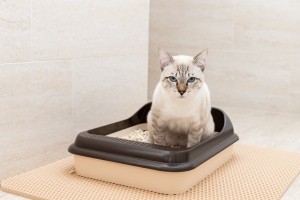 A cat using a litter box.