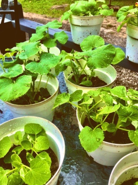 plants growing in pots.