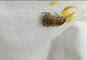 A dead bug on a paper towel.
