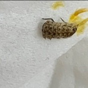 A dead bug on a paper towel.