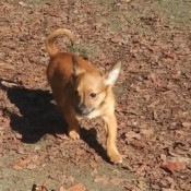 A small brown dog.
