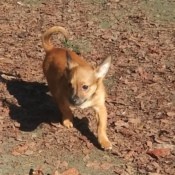 A small brown dog.