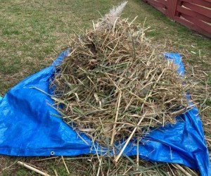 Using a Tarp for Yard Cleanup