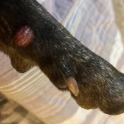 A Red Bump on Dog's Leg?