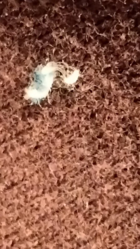 Fuzz on a carpet.