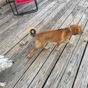 A small brown dog with a curly tail.