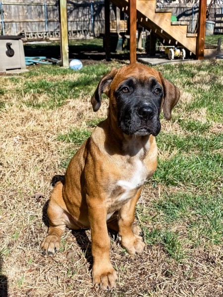 A dog sitting on the grass.