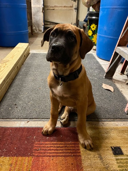 A dog sitting on a floor.