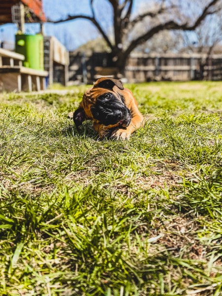 A dog playing in the grass.