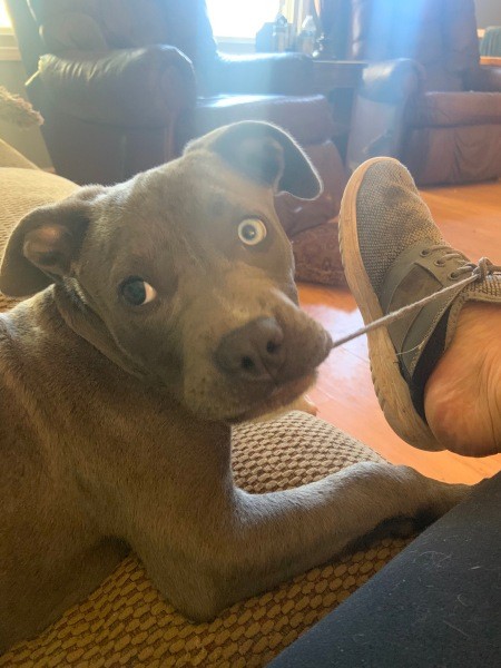 A grey puppy chewing on a shoelace.