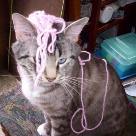 A cat with yarn on his head.