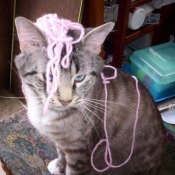 A cat with yarn on his head.