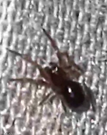 A spider on a fabric surface.