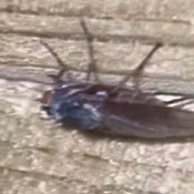An insect on a wooden surface.