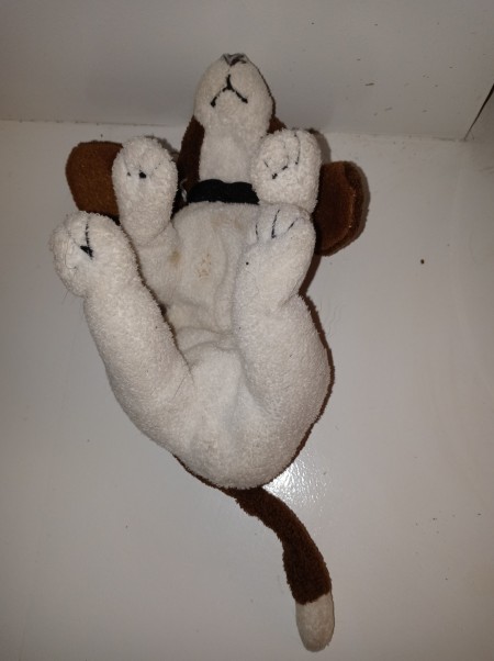 A brown and white stuffed dog, from the underside.