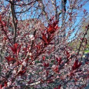 A bush or tree with red leaves.