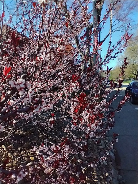 A bush or tree with red leaves.
