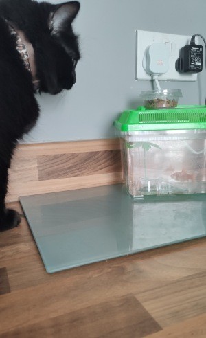 A cat watching a goldfish in a tank.