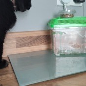 A cat watching a goldfish in a tank.