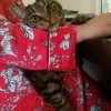 A tabby cat sitting on a lap.